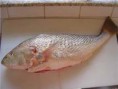 /products/corvina/
